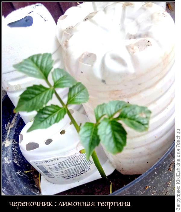 Надеюсь этим летом успеют  наростить корневую систему, успеют развиться  и  зацвести...