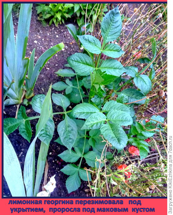 Пока  ещё  сидят рядом  с маком, с  которого жду момента снять созревшие  коробочки...