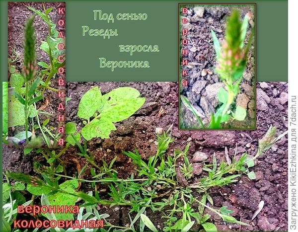 Это растение я сеяла, но никак не находила его всходов, подумала, что семена не взошли - и вот вдруг -сюрприз...