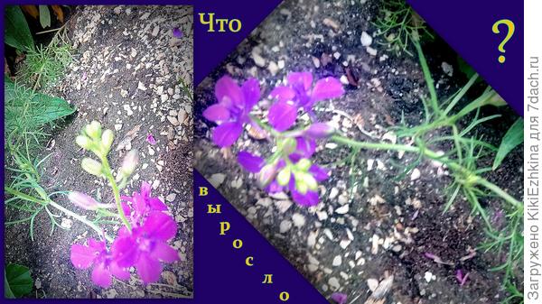 Что-то выросло колоском- а что именно мне непонятно!