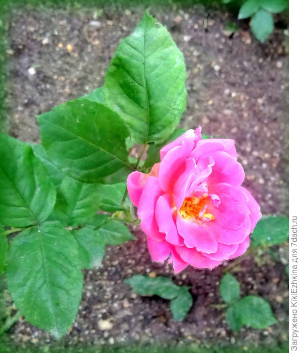 Эта розочка  мгновенно раскрывает  серединку... Что за сорт- непонятно... очень не  крупный размер...