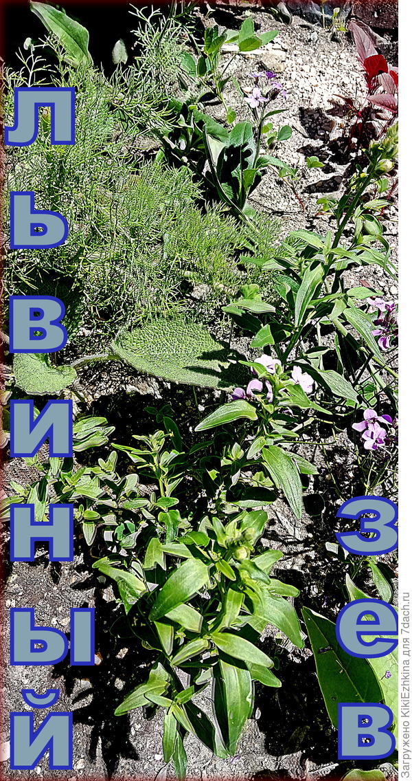 Львиный зев - самосевка