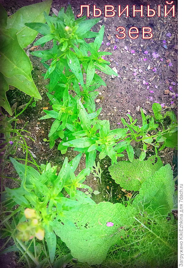 Этот львиный зев , вероятно, из самосевных семян прошлого сезона...