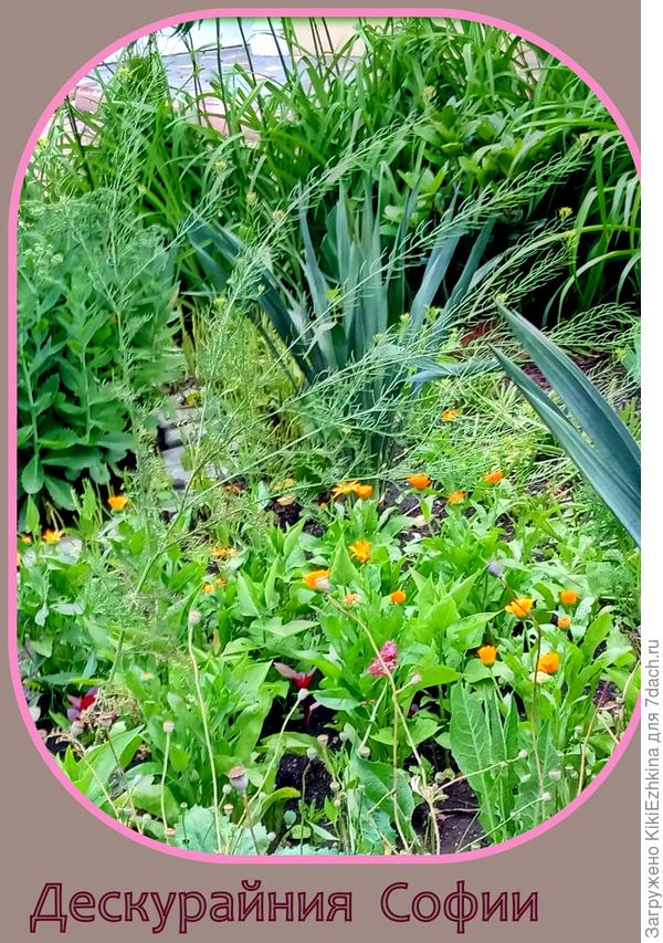 Раскинула  цветоносы  длиннющие Дескурайния Софии...