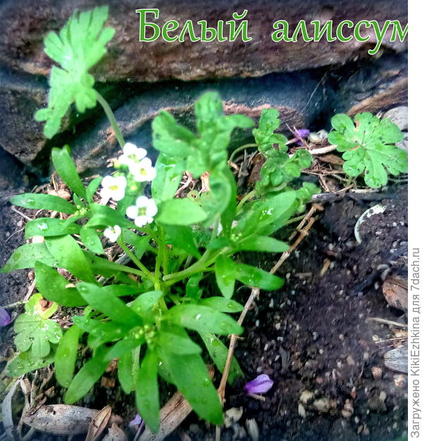 Алиссум вроде бы сеяла прошлым летом... Видимо, какое-то семя очнулось этой весной...