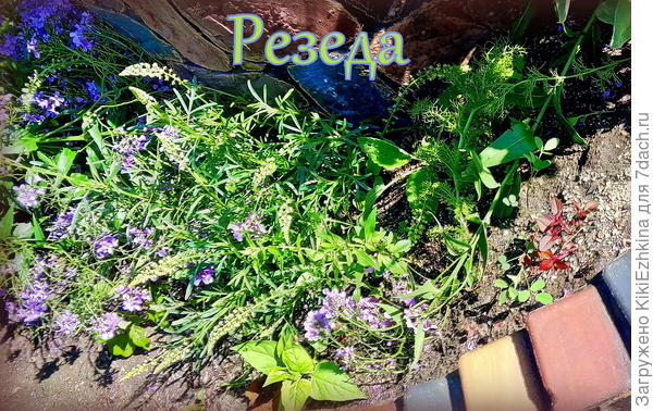 Очень мне нравился этот сорняк