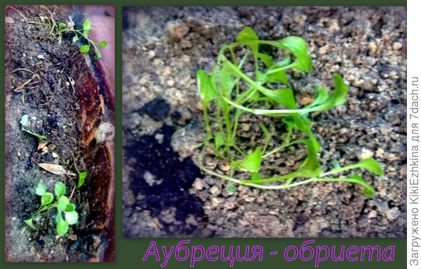 Теперь буду  смотреть как она у меня будет развиваться в двух разных местах: на солнечной &quot;улитке&quot; и на  частично  затенённой террасе...