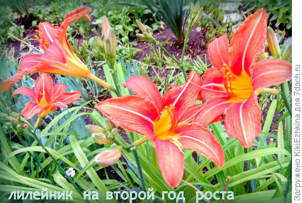 Лилейники дождливого июня 2021 года!
