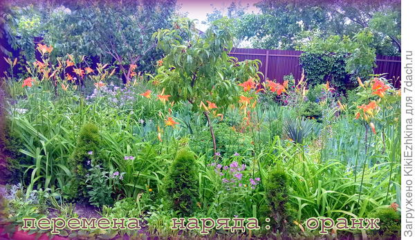 Лилейники в  стадии  зацветания... Надеюсь чуть позднее будут цвести более  массово...