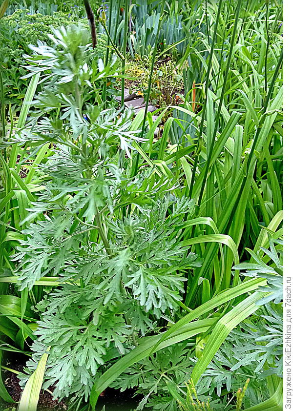 Красивые резные листики ещё прошлым летом я  определила как листья Дельфиниума... Насколько я  оказалась права?