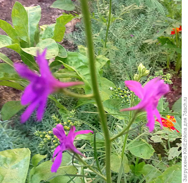 Припоминаю я,что сеяла  какие-то дельфиниумы на эту  рабатку, однако обнаружить прошлым летом довелось  какие-то два  или три ростка,которые я записала в ДЕЛЬФИНИУМЫ  и  уже  второй год их пестую... Жду цветения...