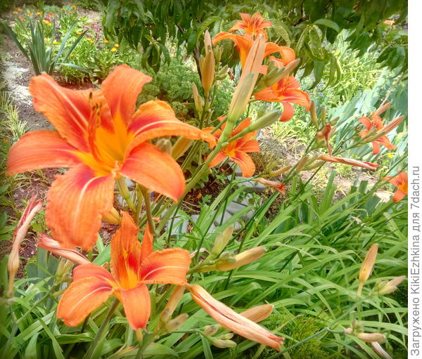 Мой сад сменил наряд с интенсивного  сиреневого  на  оранжевый  (лилейники и календулы вступили  в  свои права)...