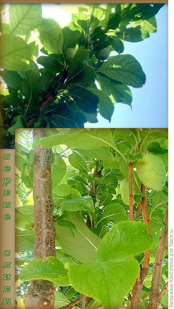 Первый  урожай на молодой  сливе