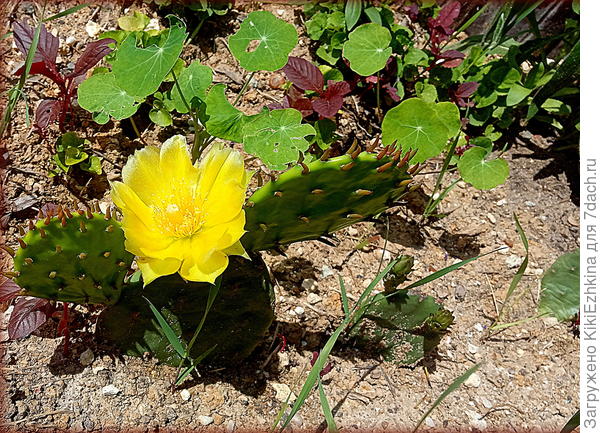 Вот какова эта  красотка!  Первая  яркая  звезда за моими воротами...