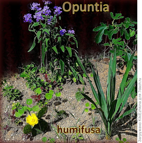 куртинка опунции  за воротами