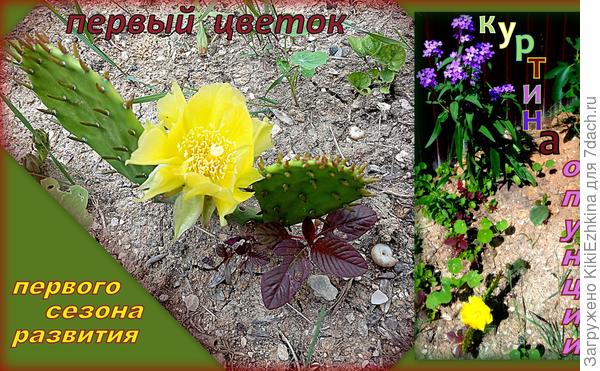 Оказалась  опунция  цветёт ярко-лимонным цветом...