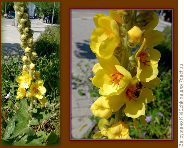 Это кисть  или  колосок  или колосковая  кисть?