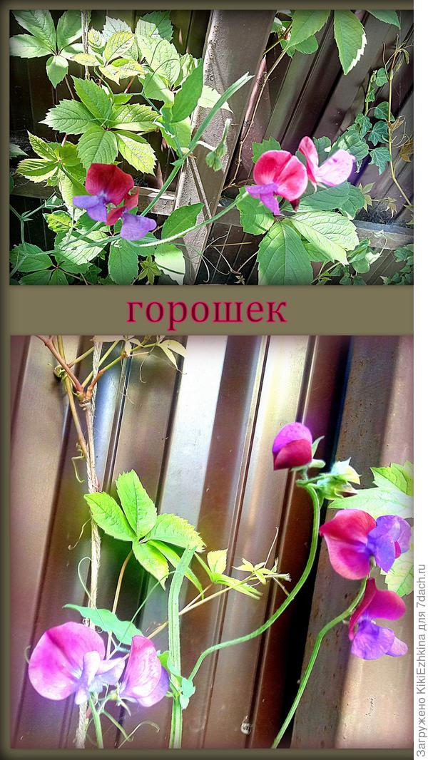 Эта  горошинка  решила прорости без  скарификации :)