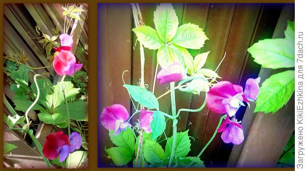 Те же  красивые  цветочки с  других сторон...