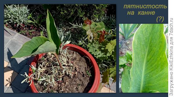 Пока  все растения  мелкие, надо подождать,пока разрастутся...