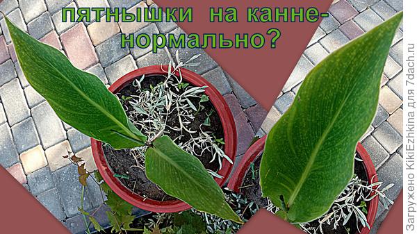 Заметила  пятнышки более бледные,чем сам лист и  встревожилась...  Не  болеет ли?