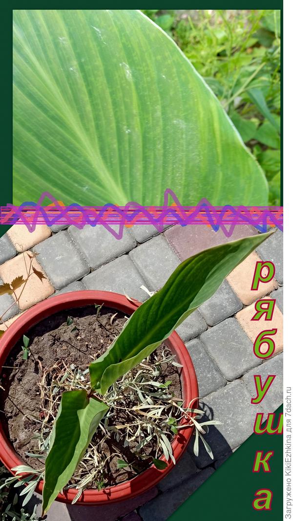 Грызут меня  смутные  сомненья - смогут ли эти растения  составить гармоничную  композицию?