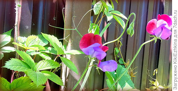 Вот она, моя  воплощённая  мечта!