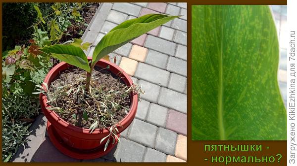 На   дно выложила  камней толстый слой, затем  слой  навоза,  поверх навоза-песок,  на него высадила канну  и засыпала смесью садовой земли,песка и навоза...