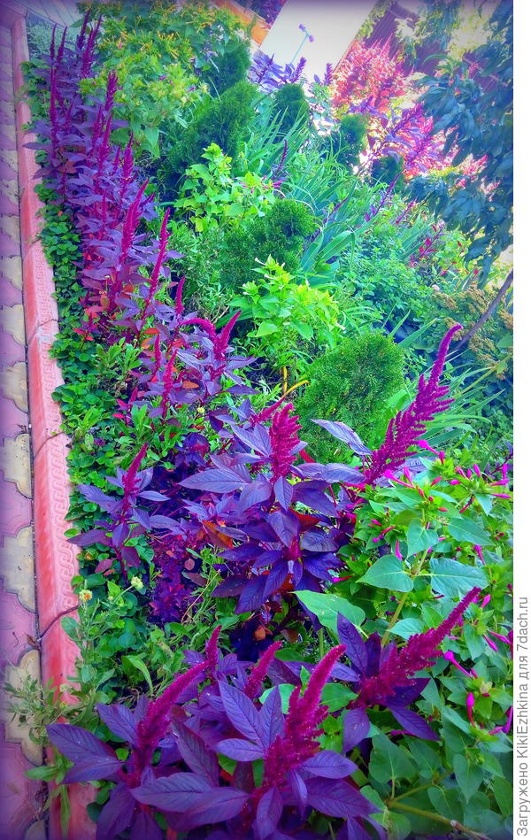 Здесь амарантовый  бордюрчик...  А в этом году уже старюсь  свои самосевки  чистить по всему саду, оставляю кое-где  фрагментами- к осени будет красиво!