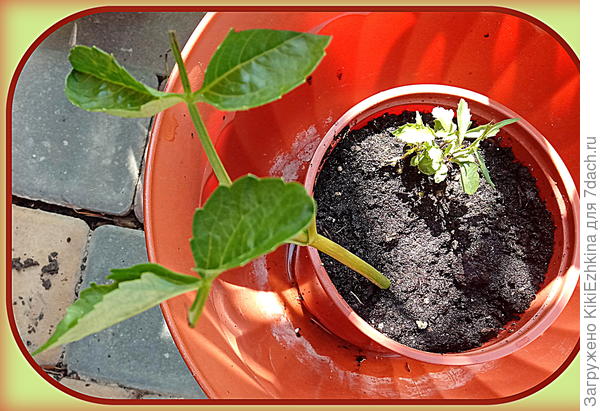 Подсадила  черенок лимонной  георгины к  молодому кустику  лобелии  :)