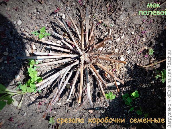 Как  видите- все  ветви  куста  росли из одного корня...  Сама  удивляюсь  такому  пышному  цветению...Остальные  худосочные былинки-то там,то сям  по цветнику  растут...