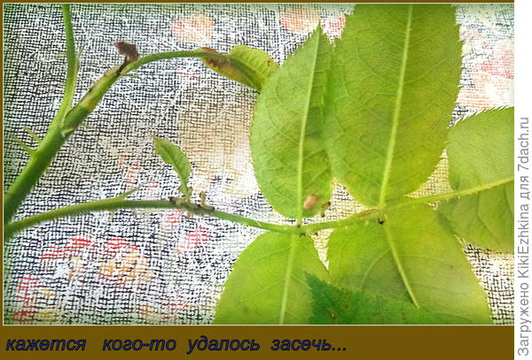 Кто же это?  И  его ли   челюстей  эта работа на моих розах?