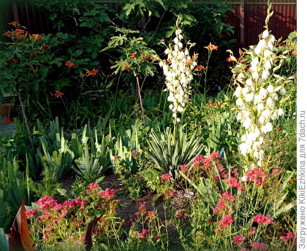 В  лучах  заката...