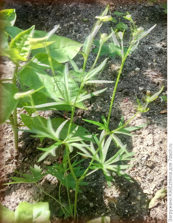 Вот  это должны были быть или Голубые  или Розовые бабочки,  однако ничего подобного пока не вижу...  Позднее  сниму  распустившиеся... Да, по форме  Бабочку напоминают, но  по  цвету  и размеру на  этикетке- совершенно нечто противоположное!