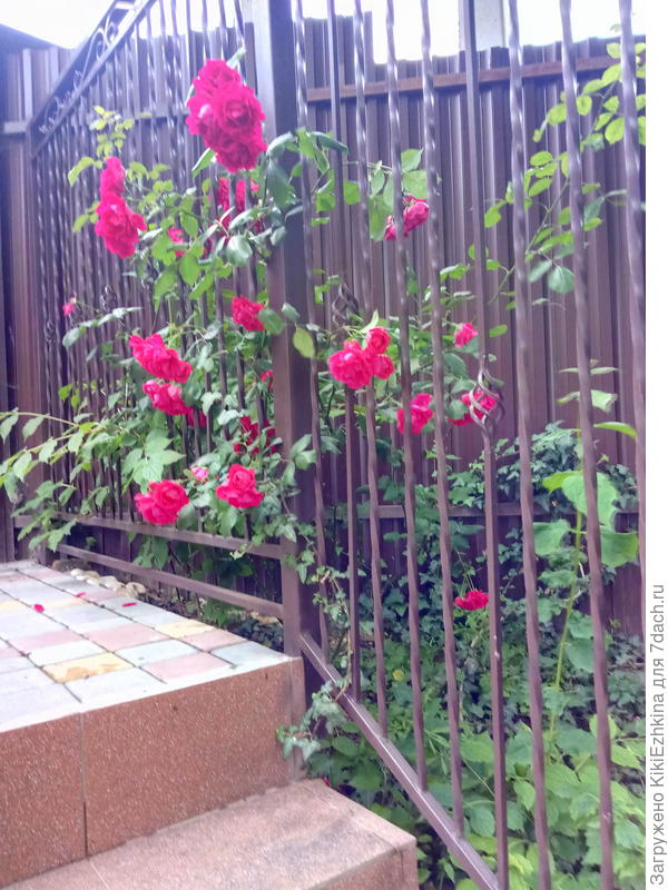 Все обработки  одинаковые  в одно и то же время-  а  там ни  одного бутона нет!