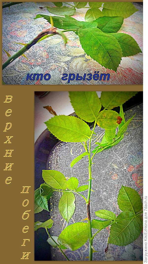 Надеюсь нам  удастся определить вредителя - лакомку...