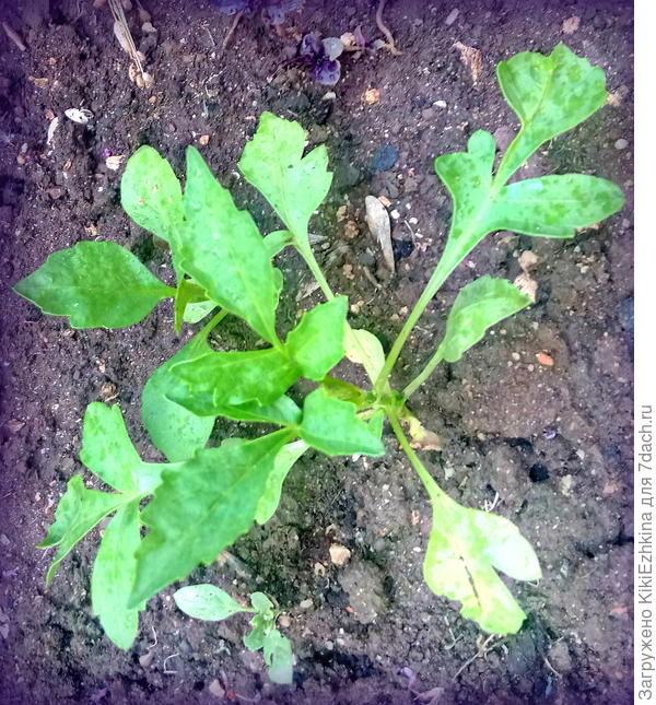 Как  думаете,  перезимует ли в зелёном  виде дома в горшочке или будет   всё-таки желтеть и опадать?