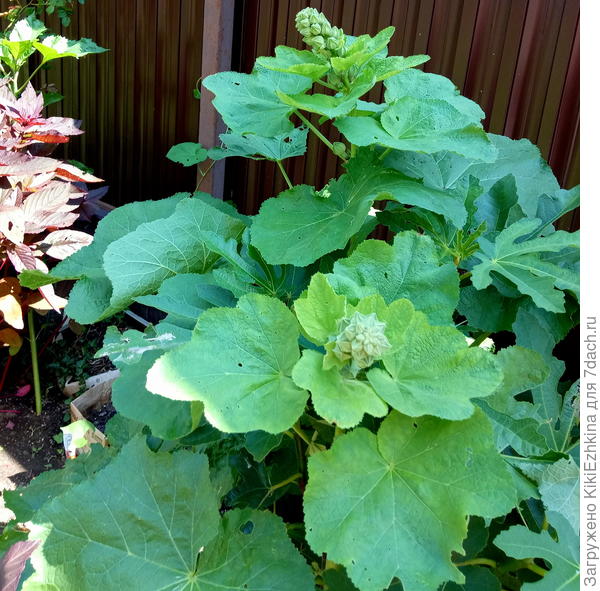 Не  представляю какого цвета и какого вида будет, но ростила  я  её  два года самым усердным образом! :)