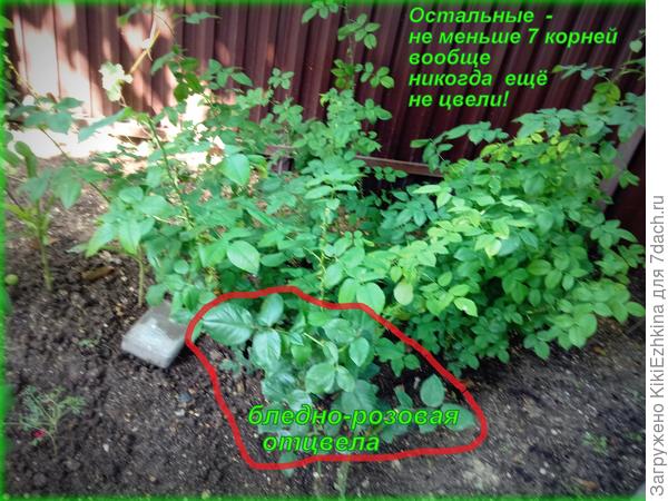 Вот  как печально выглядят мои сиротинушки...