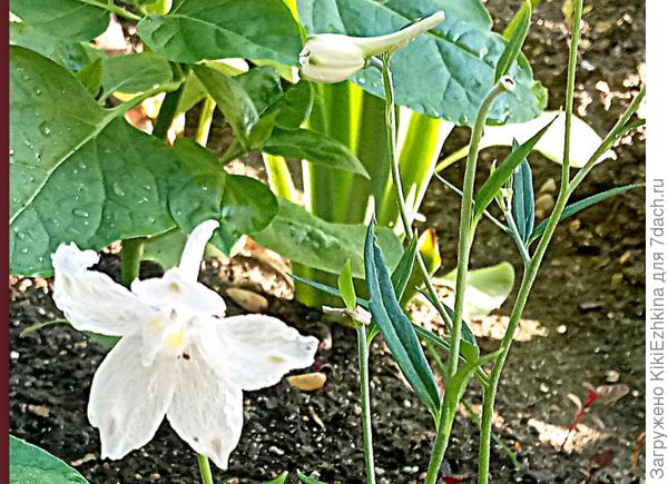 Я  предполагаю, что в итоге  выделается в  Розовую бабочку...