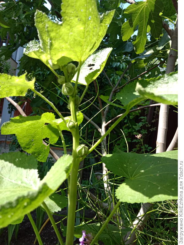 Шток-розы  готовятся к цветению... Сколько листов из-за  ржавчины пришлось поотрывать!