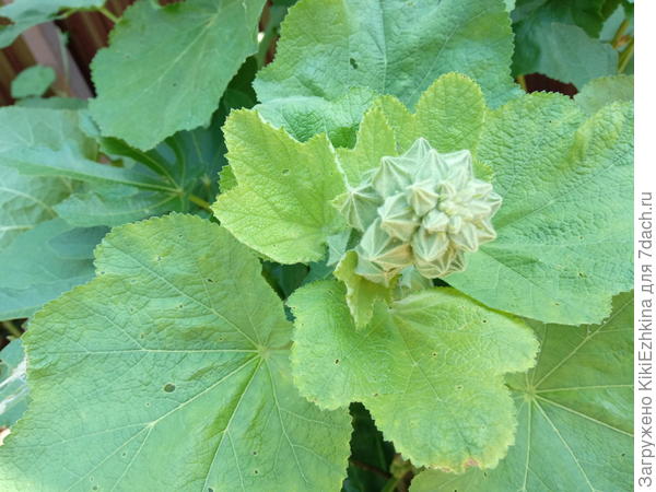 На  днях были  вот такие  компактные  и зелёные, а  сегодня  уже  цветоносы   приподнялись,слегка вытянулись и бутоны расселись поотдельности на стебле- и коробочки (чашелистики)  высохли некоторые и пожелтели...