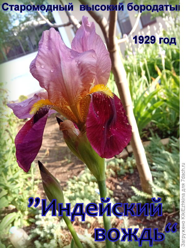 Может быть это &quot;Индейский  вождь&quot;  у меня  завёлся?