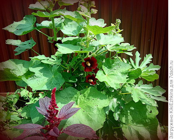 А сейчас  вот - зацвели...