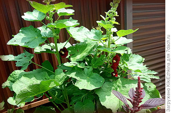 Кажется  этот конкретный  цвет шток-розы  собрала семена  на улице за магазином стройматериалов на Соловьях...  Правда  там  это выглядело совершенно по-другому: огромные цветоносы и все в  цветах!