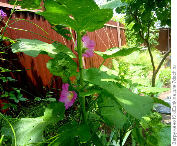Вот ведь  очевидно- листья большие ,а  цветов не  много!