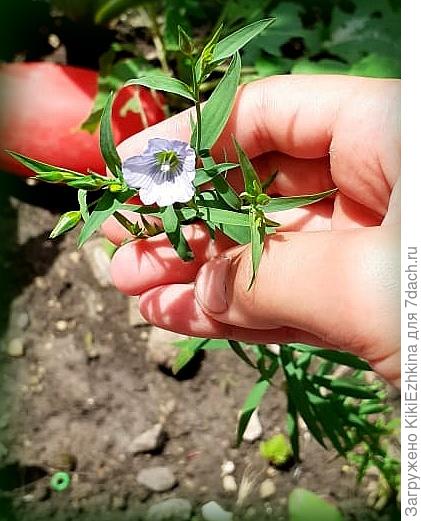 Цветочек очень миленький, но очень мелкий. Насколько это нормально? Может чем-то подкормить- чтобы стал и толще и ярче? :)