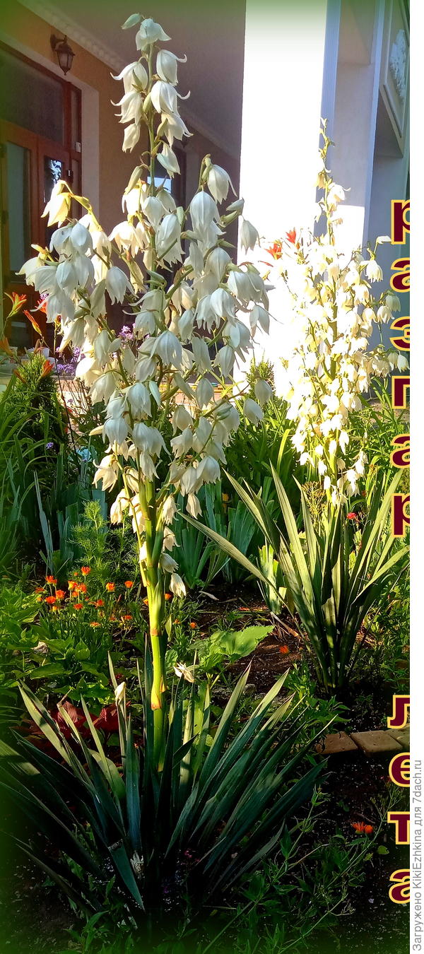 Не  могу не поделиться:  мои первые выращенные  самостоятельно юкки...
