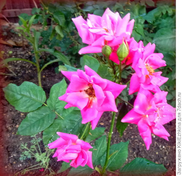 Какая  это роза? Цветы не более 6 см в диаметре...