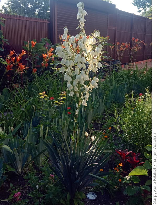 Вот с этой  именно  красоткой и были эти приключения,  а  сегодня она уже отцвела и я  цветонос  уже  срезала...